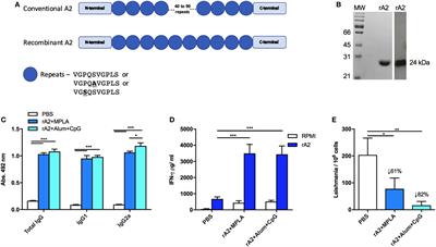 New Vaccine Formulations Containing a Modified Version of the Amastigote 2 Antigen and the Non-Virulent Trypanosoma cruzi CL-14 Strain Are Highly Antigenic and Protective against Leishmania infantum Challenge